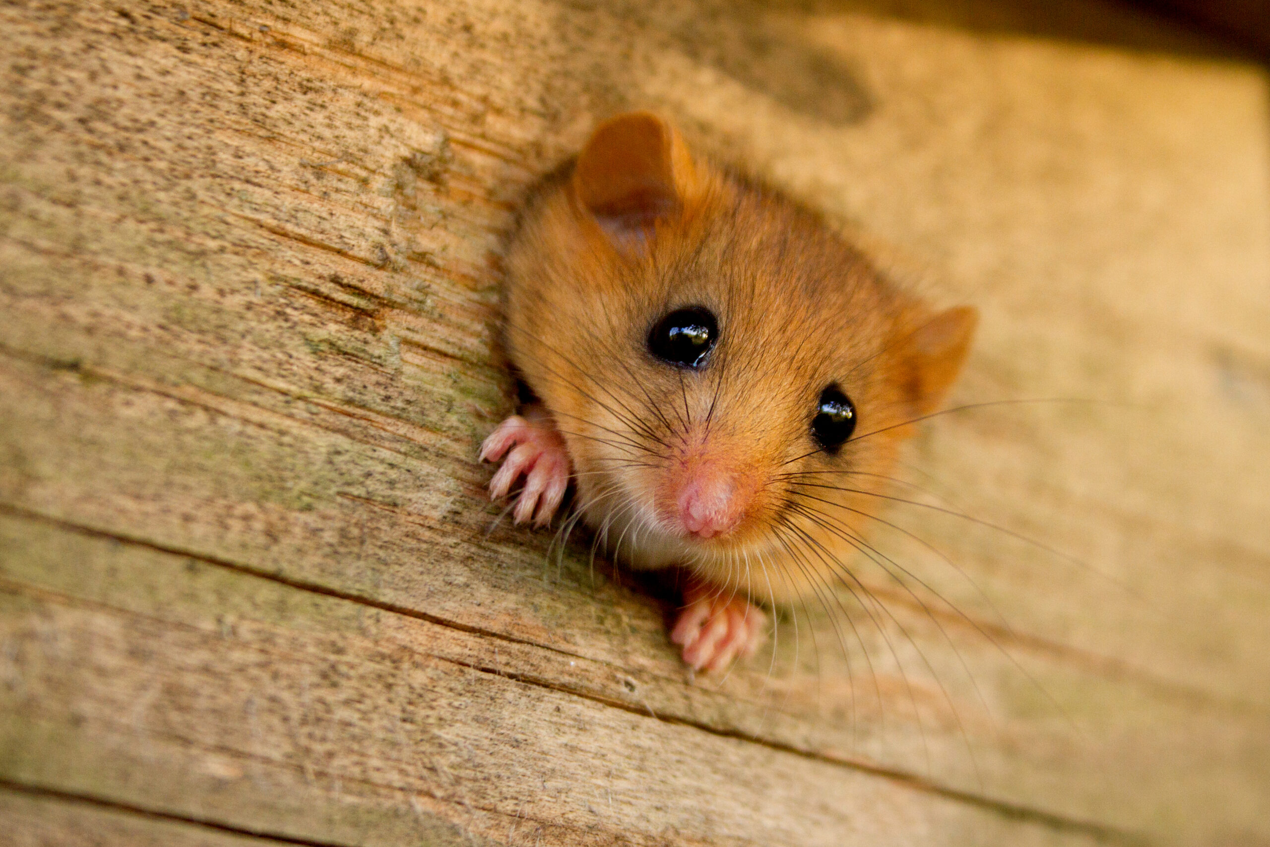 Die Haselmaus Ein Geheimnisvoller Schl fer Naturkultur 