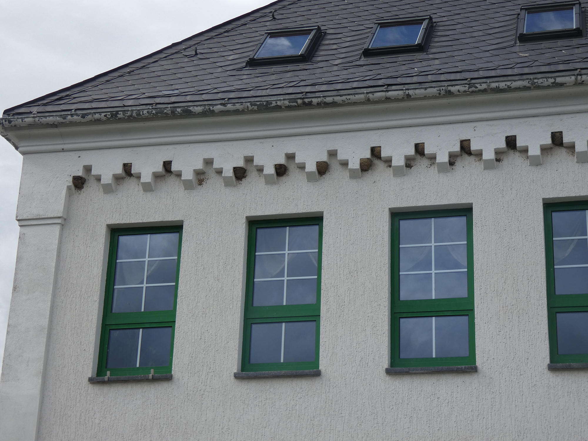 Mehlschwalbennester am Haus des Gastes in Breitenbrunn, Foto: Matthias Scheffler