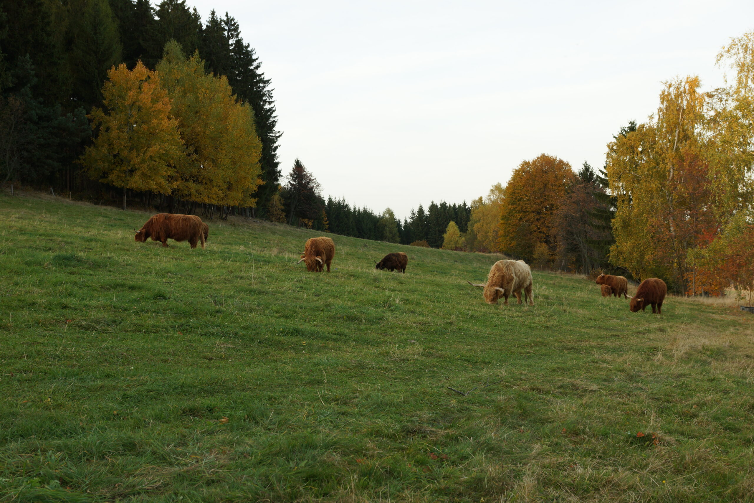 Teile der Flächen werden extensiv mit Schottischen Hochlandrindern beweidet, Foto: Matthias Scheffler