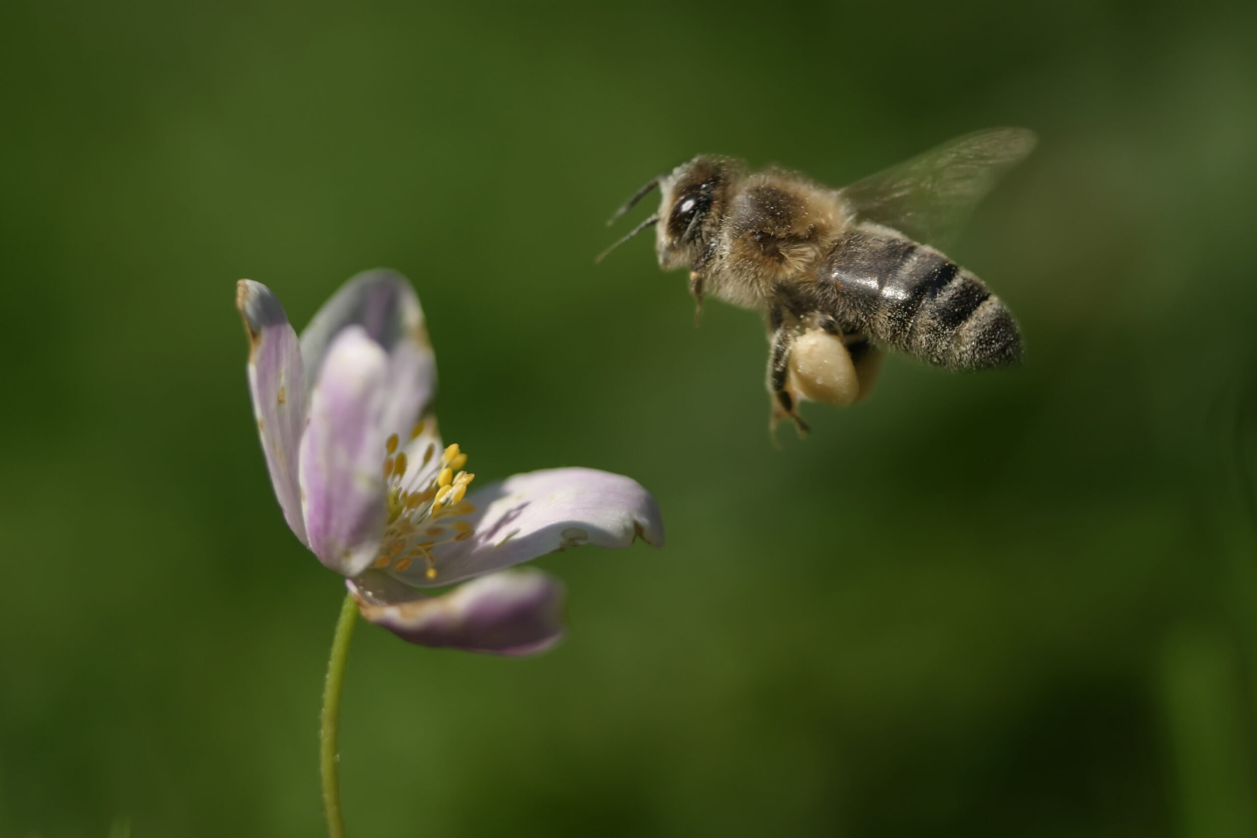 Honigbiene beim Anflug, Foto: Olaf Wolfram