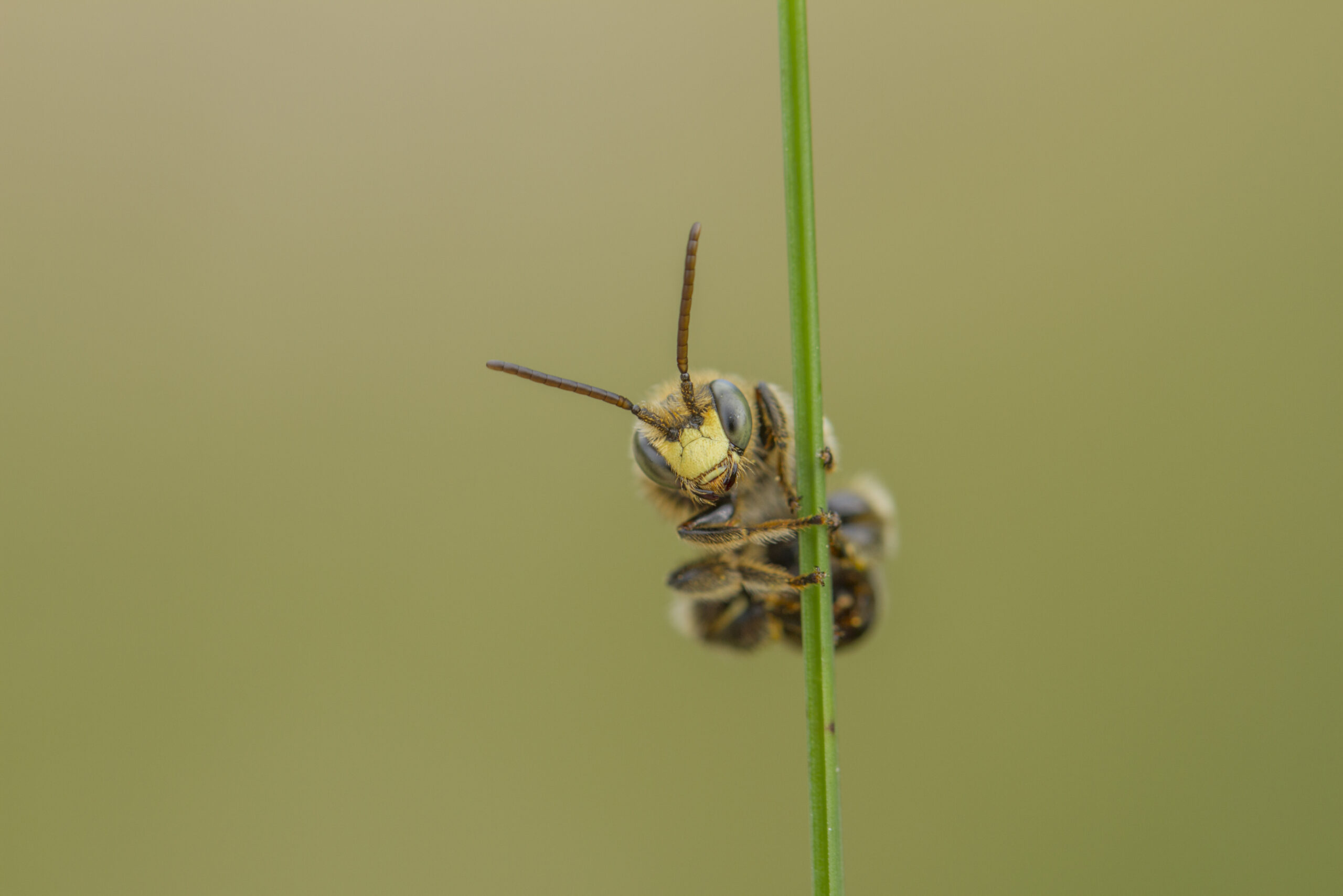 Langhornbiene, Foto: Joachim Wolfram